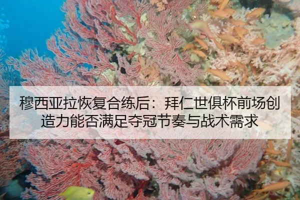 穆西亚拉恢复合练后：拜仁世俱杯前场创造力能否满足夺冠节奏与战术需求